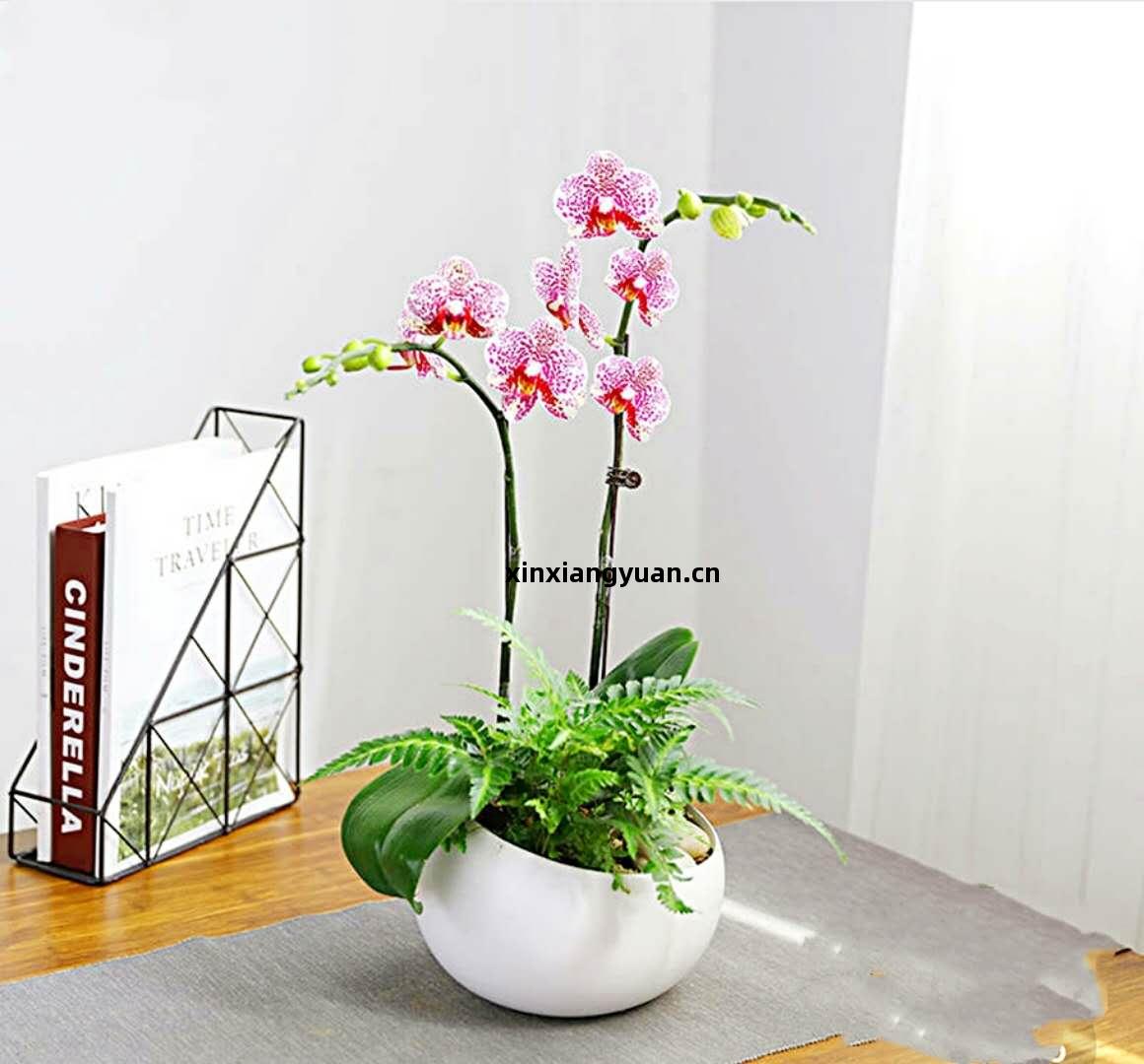 禮品(pin)花(hua)卉(hui)銷售指南(nan) 蝴(hu)蝶蘭(lan)、君(jun)子(zi)蘭(lan)等精(jing)品(pin)花(hua)卉(hui)的選擇(ze)與養(yang)護(hu)