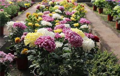 南(nan)方種什麽致富花好(hao)看又好(hao)養？探索(suo)南(nan)方花卉(hui)種植的(de)致富之道(dao)與禮品(pin)花(hua)卉(hui)銷售