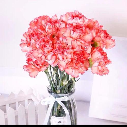 康乃馨(xin) 三八節(jie)禮物(wu)的溫(wen)馨(xin)之(zhi)選，從基(ji)地(di)直達(da)家居的(de)鮮花藝術