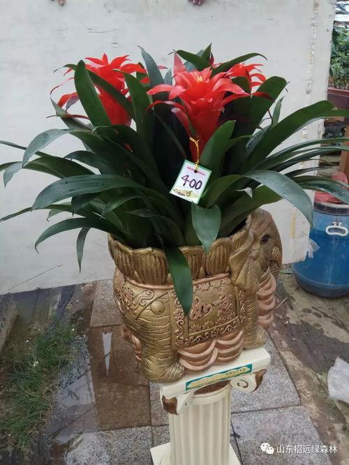 中秋佳節(jie)送好(hao)禮，鳳(feng)梨(li)花(hua)卉(hui)寄相思